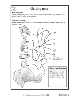 1st grade, 2nd grade, Kindergarten Science Worksheets: Getting nosy